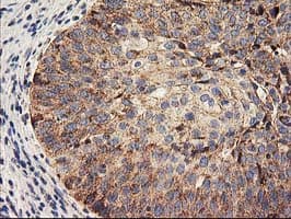 HARS2 Antibody (clone OTI6F9, Carrier-free)