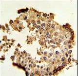 HSP90AB1 / HSP90 Alpha B1 Antibody (aa438-465)