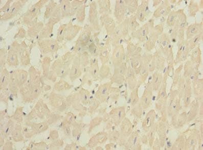 Polyclonal Rabbit anti-Human FXYD7 Antibody (IHC)