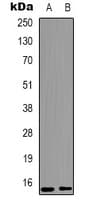 HIST1H3H Antibody