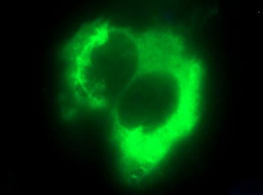 HSD17B4 Antibody (clone OTI2C9)