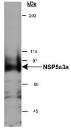 SPECC1 / CYTSB Antibody (aa1-100, DY488)