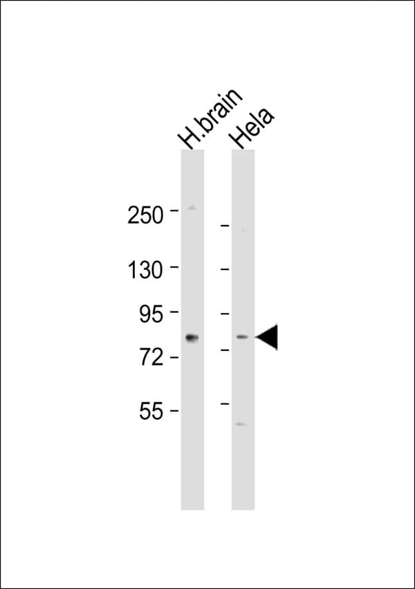 RPH3A / Rabphilin 3A Antibody