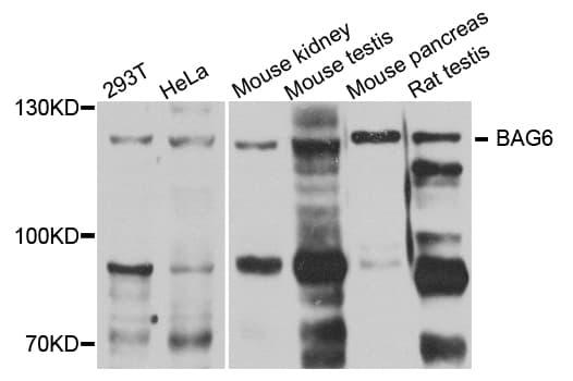 BAG6 / G3 / Scythe Antibody