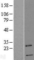 Human PRRG4 Protein (Over-Expression Lysate Myc-DDK (Flag))
