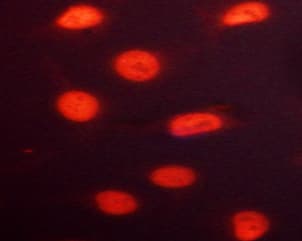 RACGAP1 / MGCRACGAP Antibody (phospho-Ser387)