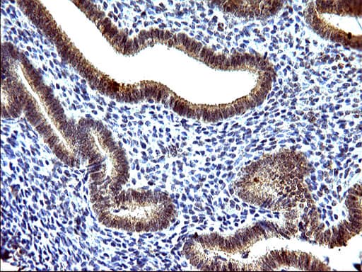 EMC8 / COX4NB Antibody (clone OTI2A4)