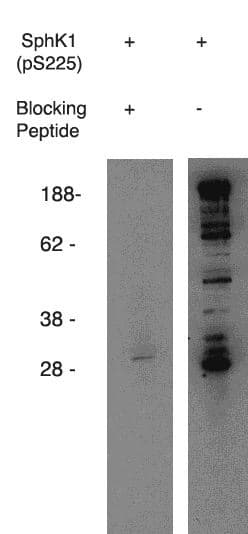 Polyclonal Rabbit anti-Mouse SPHK / SPHK1 Antibody (phospho-Ser225, WB)