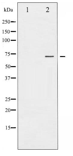 PRKCZ / PKC-Zeta Antibody (phospho-Thr410)