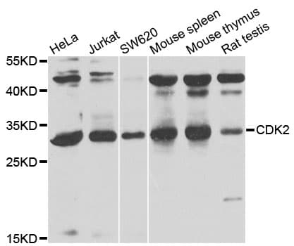 CDK2 Antibody