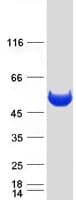 Human PEPD / PROLIDASE Protein (Recombinant Myc-DDK (Flag))