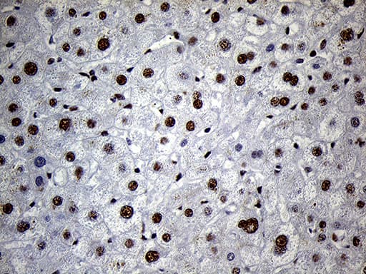 Monoclonal Mouse anti-Human C14orf80 Antibody (clone OTI6A3, IHC, WB)