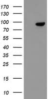 FBXO42 / JFK Antibody (clone OTI2G7)