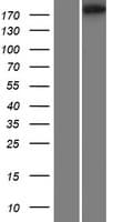 RIMBP3 Protein (Over-Expression Lysate Myc-DDK (Flag))