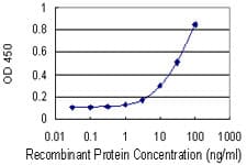 Monoclonal Mouse anti-Human BCAT1 / ECA39 Antibody (clone 1F8, WB)