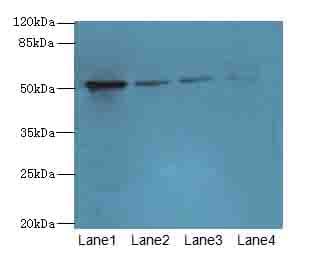 LRRC42 Antibody
