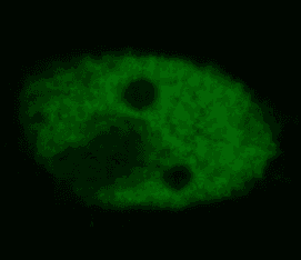 TP53 / p53 Antibody (aa16-25, clone BP53-12)