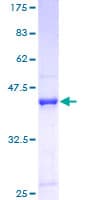 Human GEMIN6 / Gemin-6 Protein (Recombinant GST)