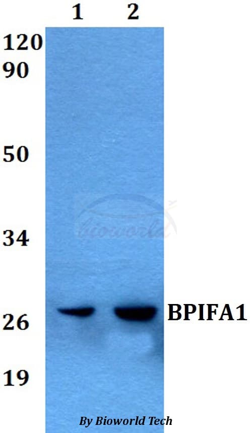 Polyclonal Rabbit anti-Human BPIFA1 / SPLUNC1 Antibody (WB)
