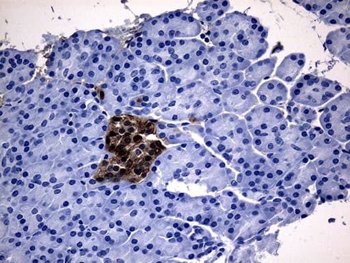 GTPCH1 / GCH1 Antibody (clone OTI2D12, Carrier-free)