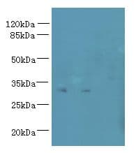 TM4SF9 / TSPAN5 Antibody