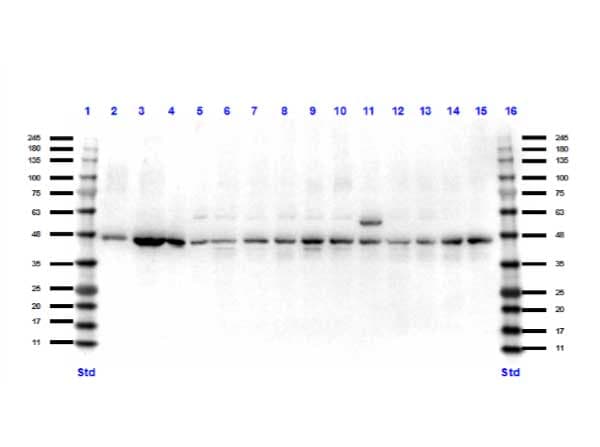 PAX7 Antibody (Internal)