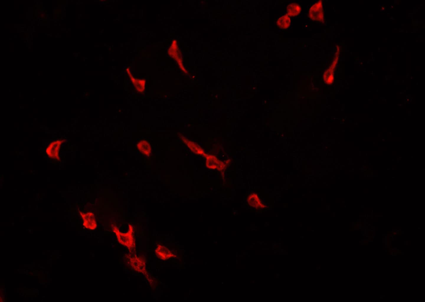 ELF1 Antibody