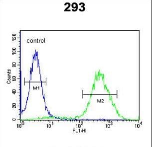 CCR1 Antibody (aa1-30)