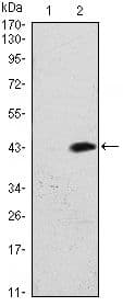 ATM Antibody (clone 5C5)