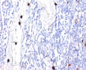 CSF3 / G-CSF Antibody (clone CSF3/900)
