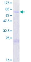 Human ARMCX3 Protein (Recombinant GST)