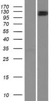 MYO1C Protein (Over-Expression Lysate Myc-DDK (Flag))