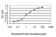 Monoclonal Mouse anti-Human NCK1 / NCK Antibody (clone 1A1, WB)