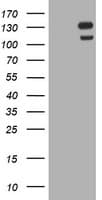 USP7 / HAUSP Antibody (clone OTI1F12, Carrier-free)