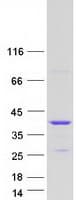 Human HnRNP A0 Protein (Recombinant Myc-DDK (Flag))