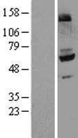 FMO4 Protein (Over-Expression Lysate Myc-DDK (Flag))