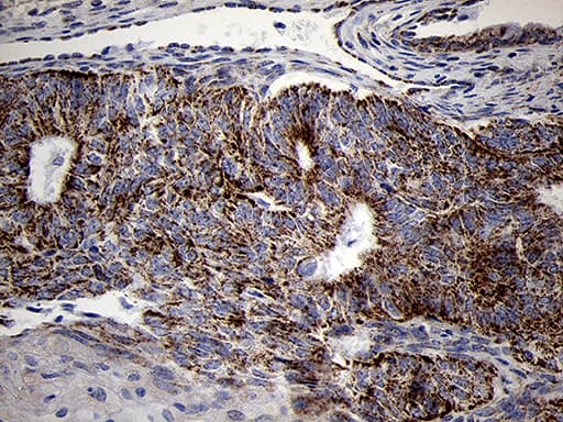 Monoclonal Mouse anti-Human MRPL44 Antibody (clone OTI3H5, Carrier-free, IHC, WB)