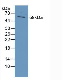 ZIF268 / EGR1 Antibody (aa282-433)