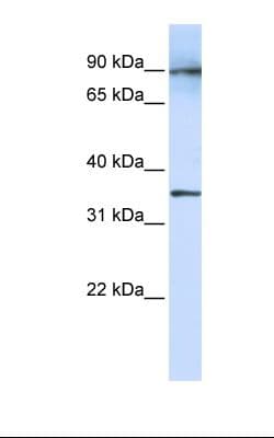 LRRC59 Antibody (N-Terminus)