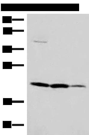 IL37 Antibody