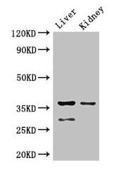 PP2Ac / PPP2CA Antibody