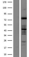 Human C-TAK1 / MARK3 Protein (Over-Expression Lysate Myc-DDK (Flag))