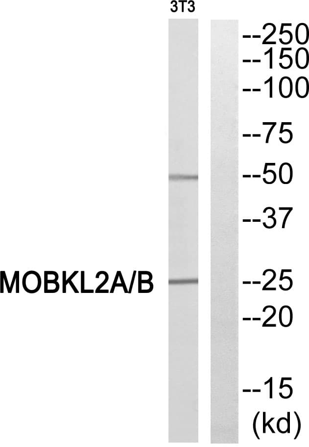 Polyclonal Rabbit anti-Human MOB3A / MOBKL2A Antibody (WB)
