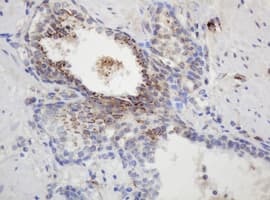 GAPDHS / GAPDS Antibody (clone OTI1F6, Carrier-free)
