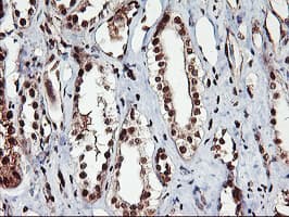 NHEJ1 / XLF Antibody (clone OTI1F3)