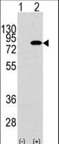 IHC-plus™ PIK3R2 / p85 Beta Antibody (Tyr467)