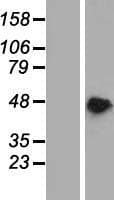 PAIP1 Protein (Over-Expression Lysate Myc-DDK (Flag))