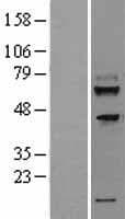 TMEM200A Protein (Over-Expression Lysate Myc-DDK (Flag))