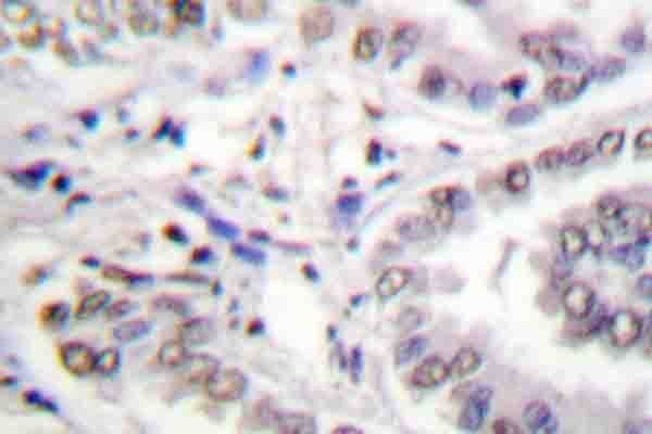 Histone H3 Antibody (Leu20)
