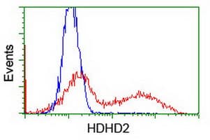 HDHD2 Antibody (clone OTI2E11)